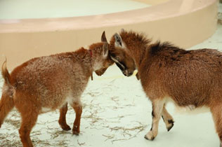 自然動物園 ふれあいコーナー じゃれあっているやぎの写真